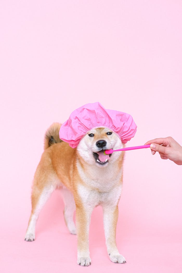 Cute Shiba Inu wearing a pink cap, brushing teeth on a pink background.