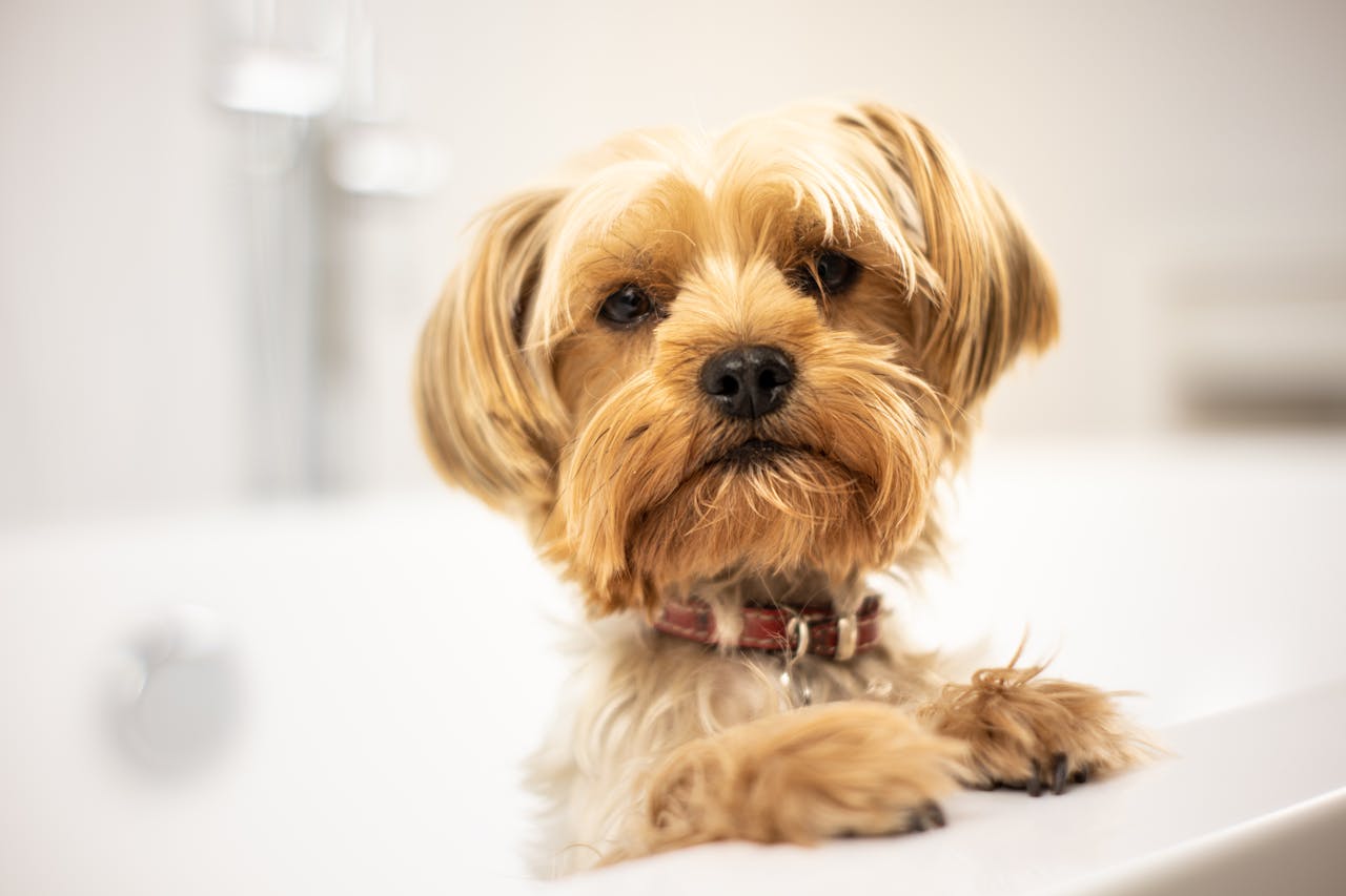 A cute Yorkshire Terrier puppy standing in a bathtub, looking curious and fluffy.